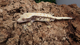 CG294- Tricolor Whitewall Crested Gecko