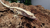 CG294- Tricolor Whitewall Crested Gecko