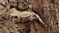CG295- Creamsicle Crested Gecko