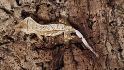CG295- Creamsicle Crested Gecko