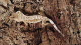 CG295- Creamsicle Crested Gecko