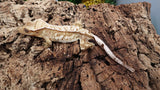 CG295- Creamsicle Crested Gecko