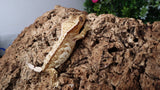 CG295- Creamsicle Crested Gecko