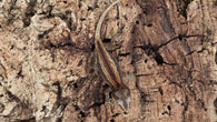 GG375- Red Stripe Gargoyle Gecko