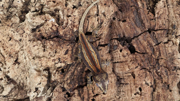 GG375- Red Stripe Gargoyle Gecko