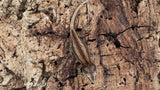 GG375- Red Stripe Gargoyle Gecko