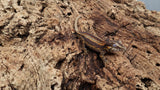 GG375- Red Stripe Gargoyle Gecko