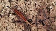 GG374- Red Stripe Gargoyle Gecko