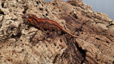 GG374- Red Stripe Gargoyle Gecko