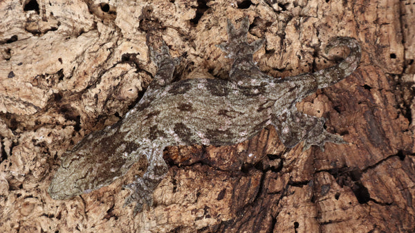LB527- Leachianus Gecko