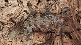 LB527- Leachianus Gecko