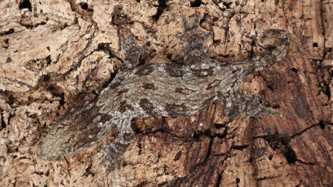 LB527- Leachianus Gecko