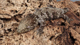 LB527- Leachianus Gecko