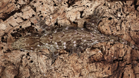 LB521- Leachinus Gecko
