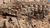 LB521- Leachinus Gecko