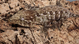 LB521- Leachinus Gecko