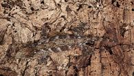 LB520- Leachianus Gecko