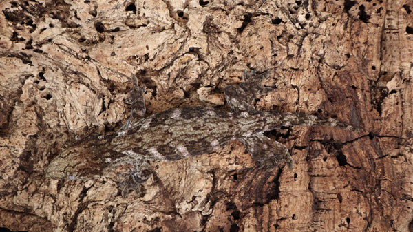 LB520- Leachianus Gecko
