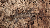 LB520- Leachianus Gecko
