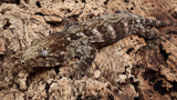 LB520- Leachianus Gecko
