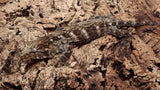 LB520- Leachianus Gecko