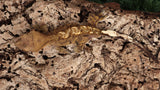CG305- Male Yellow Phantom Crested Gecko