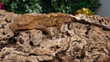 CG305- Male Yellow Phantom Crested Gecko