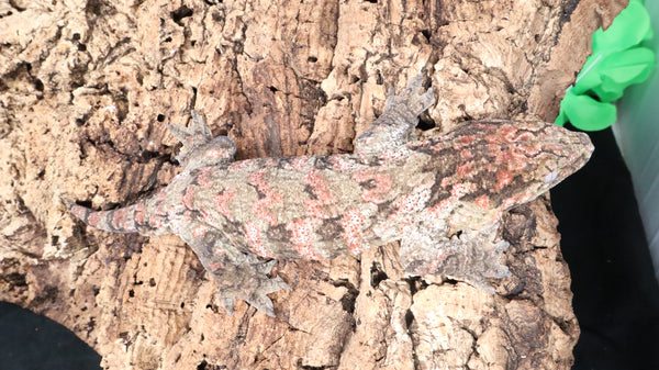 LB525- Female Leachianus Gecko