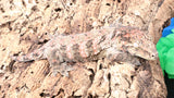 LB525- Female Leachianus Gecko