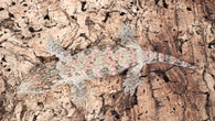 LB524- Male Pink GTX Leachianus Gecko