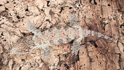 LB524- Male Pink GTX Leachianus Gecko