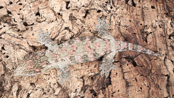 LB524- Male Pink GTX Leachianus Gecko