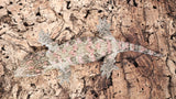 LB524- Male Pink GTX Leachianus Gecko