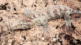 LB524- Male Pink GTX Leachianus Gecko
