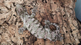 LB522- Female Leachianus Gecko