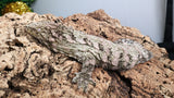 LB522- Female Leachianus Gecko