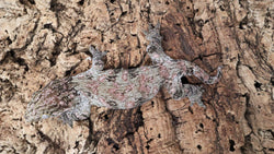 LB519- Pure Ami Leachianus Gecko
