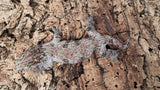 LB519- Pure Ami Leachianus Gecko