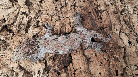 LB519- Pure Ami Leachianus Gecko