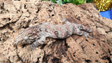 LB519- Pure Ami Leachianus Gecko