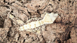 CG304- RTB Female Extreme Harlequin Crested Gecko