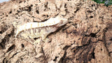 CG304- RTB Female Extreme Harlequin Crested Gecko