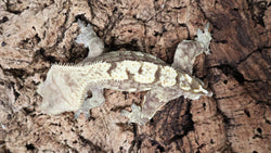 CG302- RTB Male Extreme Harlequin Crested Gecko