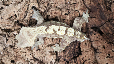 CG302- RTB Male Extreme Harlequin Crested Gecko
