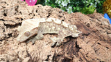 CG302- RTB Male Extreme Harlequin Crested Gecko