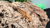 CG301- Male Yellow Empty Back Crested Gecko