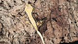 CG299- RTB Female Extreme Harlequin Crested Gecko