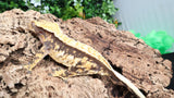 CG299- RTB Female Extreme Harlequin Crested Gecko