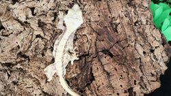 CG297- Male Lavender Crested Gecko