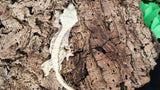 CG297- Male Lavender Crested Gecko